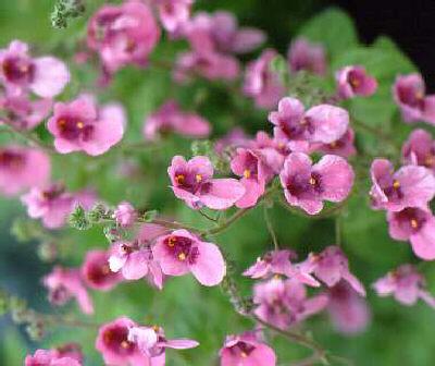 diascia fetcaniens