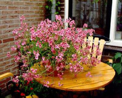 diascia rigens rub