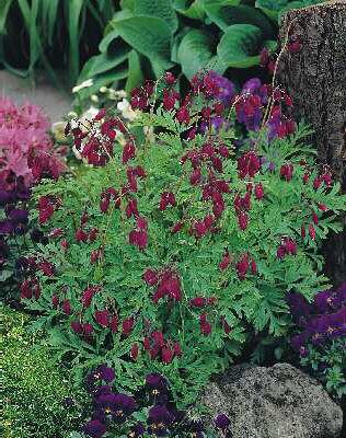 dicentra formosa b