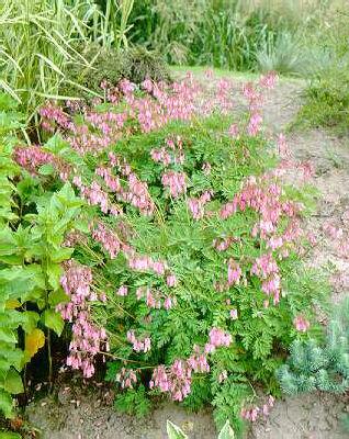 dicentra formosa l