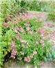 dicentra formosa l
