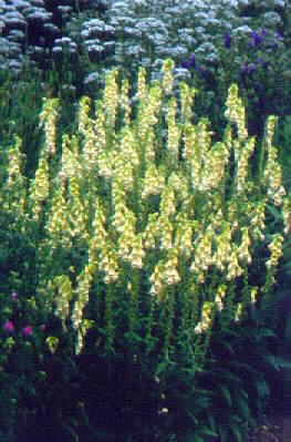 digitalis grandifl