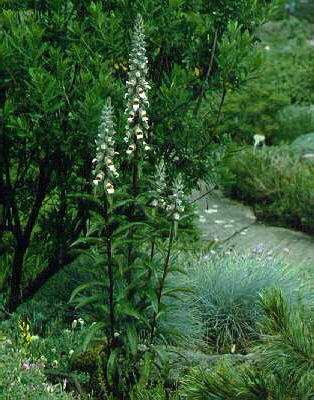 digitalis lanata