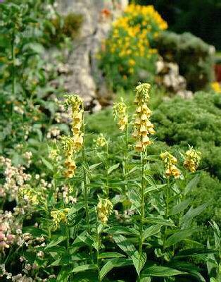 digitalis lutea