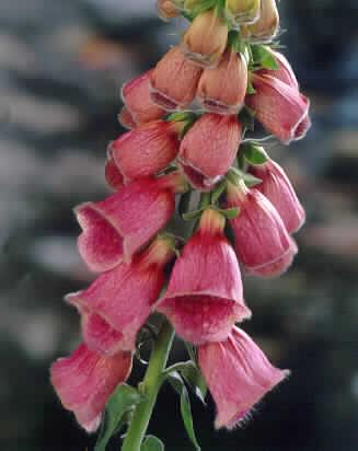 digitalis mertonen