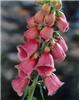 digitalis mertonen