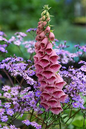 digitalis mertonensis