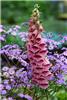 digitalis mertonensis