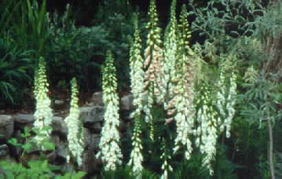digitalis purpurea