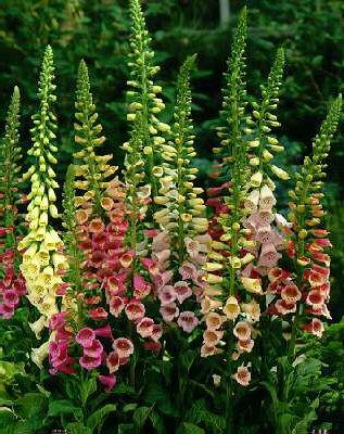 digitalis purpurea