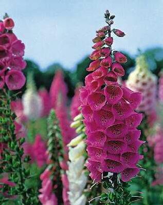 digitalis purpurea