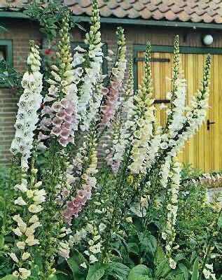 digitalis purpurea