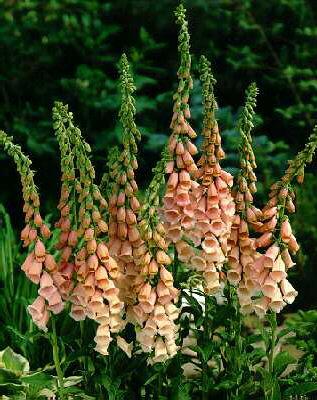 digitalis purpurea