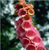 digitalis purpurea