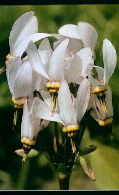 dodecatheon meadia