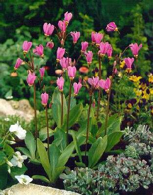 dodecatheon meadia