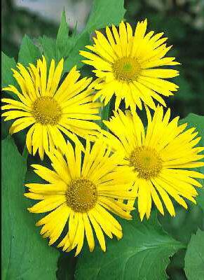 doronicum oriental