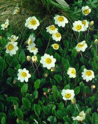 dryas suendermanni