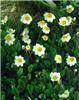 dryas suendermanni