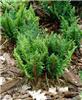 dryopteris affinis