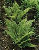 dryopteris affinis