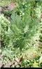 dryopteris affinis