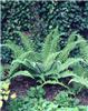 dryopteris affinis