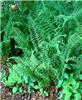 dryopteris affinis