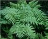 dryopteris affinis