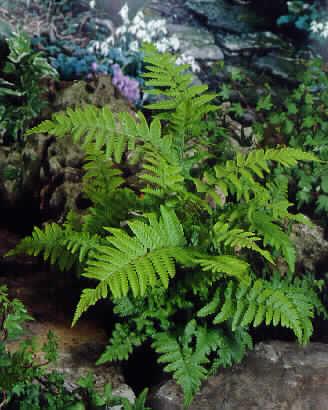 dryopteris buschia