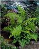 dryopteris buschia
