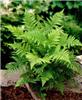 dryopteris carthus
