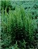 dryopteris cristat