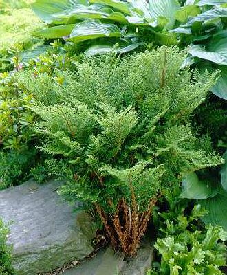 dryopteris dilatat