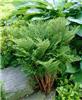 dryopteris dilatat