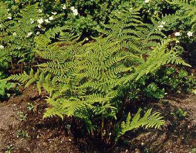 dryopteris dilatat