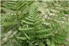 dryopteris erythro