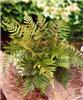 dryopteris erythro