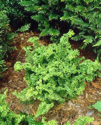 dryopteris filix m