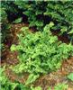 dryopteris filix m