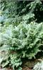 dryopteris filix m