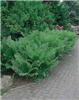 dryopteris filix m