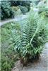 dryopteris filix m