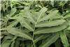 dryopteris siebold