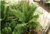 dryopteris wallich