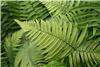 dyopteris atrata