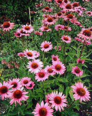 echinacea pupurea 