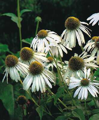 echinacea purpurea