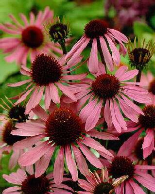 echinacea purpurea