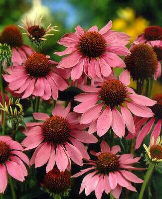 echinacea purpurea